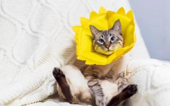 请问猫咪呕吐的原因及处理方法?