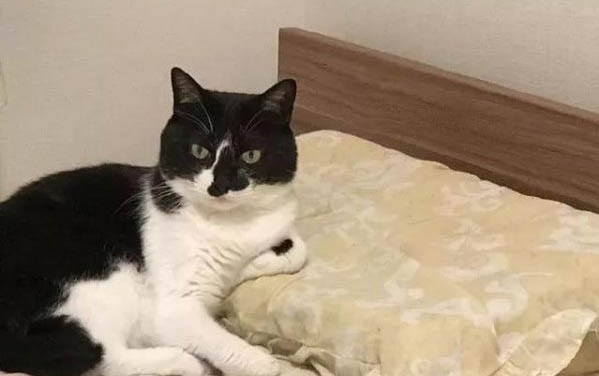 猫咪发情期有哪些表现