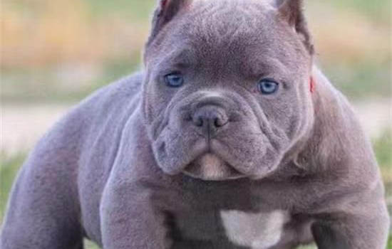 恶霸犬为什么不叫