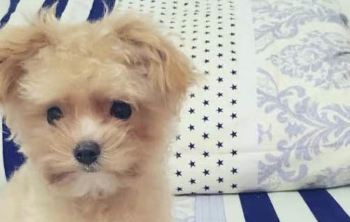 狗狗被车撞了能自愈吗?