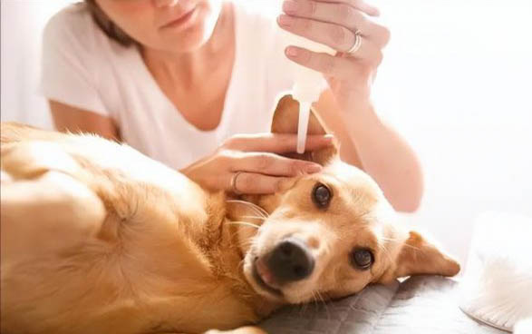 狗狗得了犬窝咳怎么治