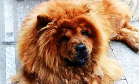 松狮犬为什么不适合家养