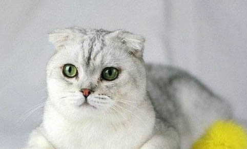 猫咪得了猫癣症状