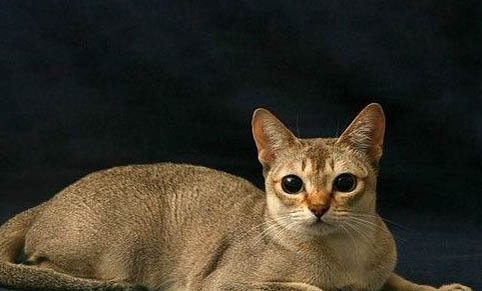 新加坡猫吐黄水的原因及处理方法