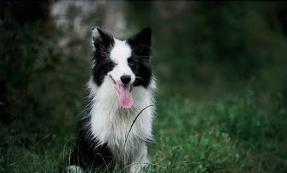 边境牧羊犬的训练方法有哪些