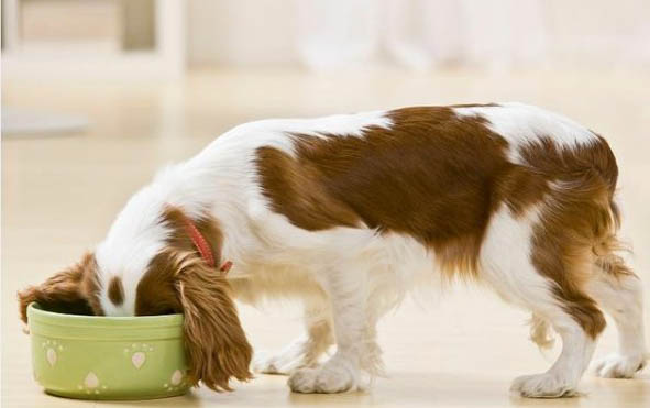 狗狗出现翻肠子现象要禁食多久？