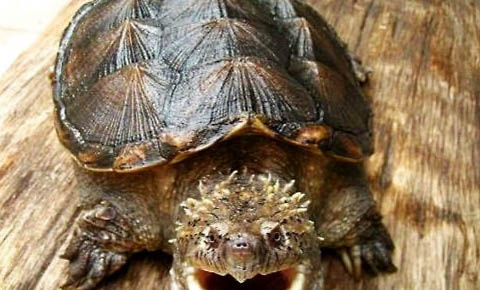 鳄龟冬眠醒来多久进食