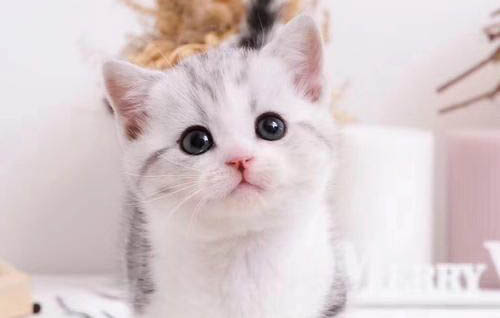 怎么去除猫咪身上的跳蚤