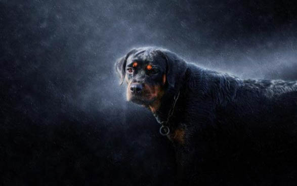 如何训练罗威纳犬