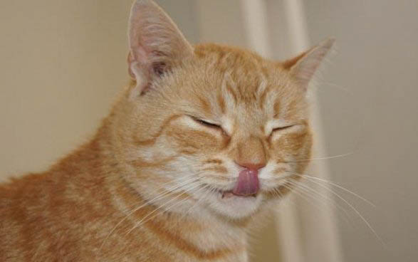 猫能吃车厘子吗
