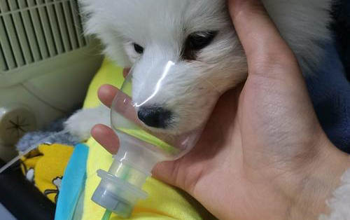 小狗吃骨头划伤肠胃多久会出现症状
