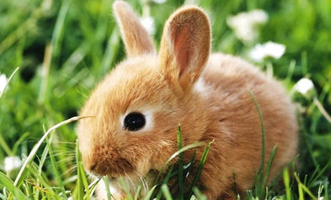 兔子的生长周期