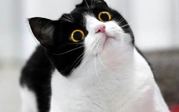 猫咪的头小幅度的颤抖正常吗