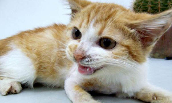 猫咪怎么测量体温的
