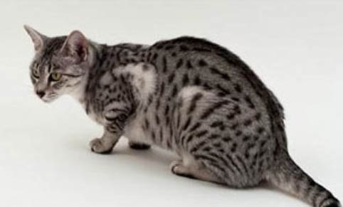 猫奶为什么有的时候挤不出来?