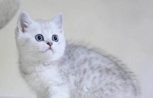 猫喷香水会中毒吗