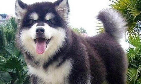 狗狗打了狂犬疫苗的不良反应有哪些