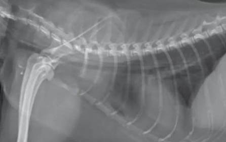 猫咪突然死亡怎么回事