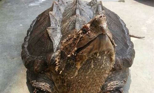 鳄鱼龟冬天怎么养