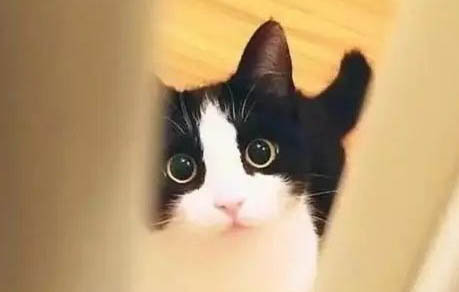 奶猫可以吃舒化奶吗