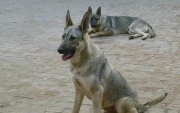 狼青犬几个月变的凶猛