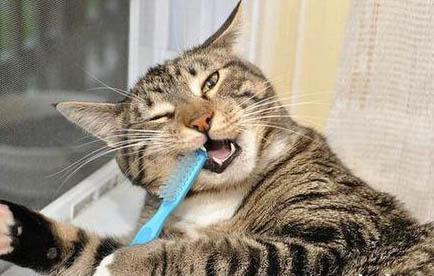 猫咪吐黄水有泡沫不吃东西怎么办要查血常规吗