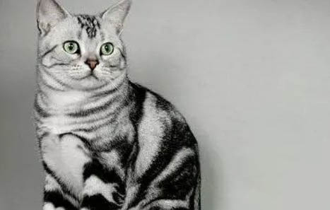 猫身上粘鼠板的胶怎么去除