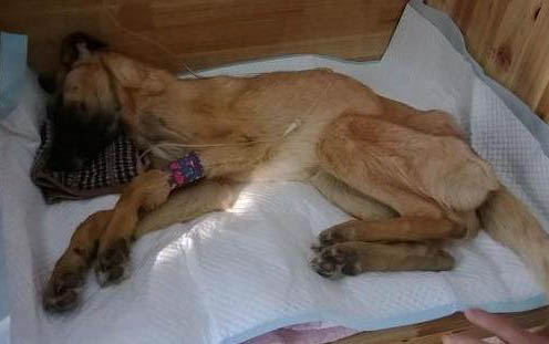 狗狗携带狂犬病毒能活多久?
