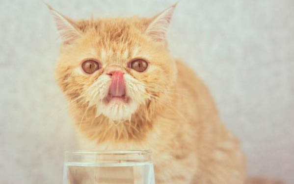 小猫不听话怎么教育