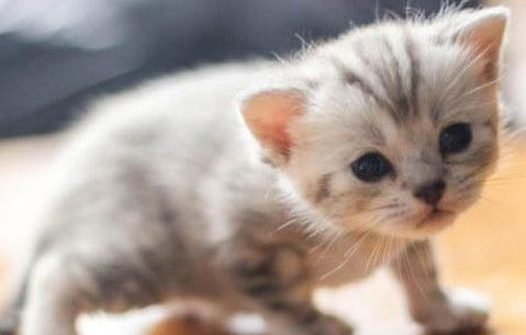 小猫心脏病症状