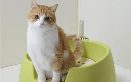 两个多月的猫咪吃猫粮需要泡一下吗