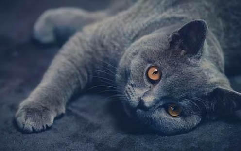 小猫咪需要化毛膏吗