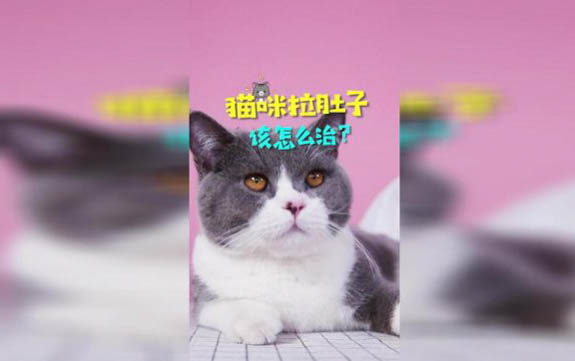 小猫肚子大？这可能是原因