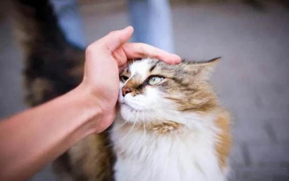 猫咪最近不爱叫是怎么回事
