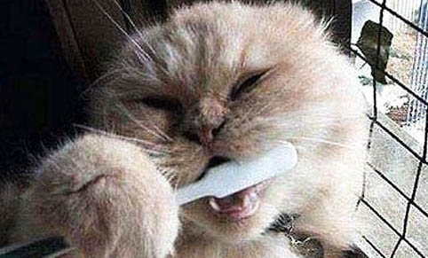 猫口腔溃疡治疗方法有哪些