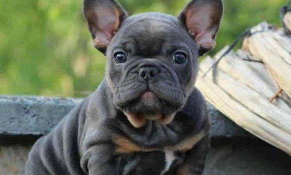 法斗犬幼犬图片 价格