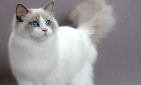 猫咪发情期有哪些表现