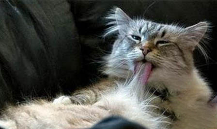 猫能喝酒吗,给猫咪喝酒有什么危害