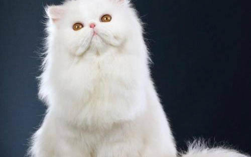 如何让小猫不咬人