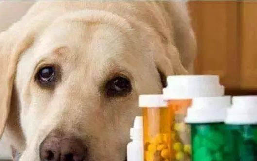 狗狗为什么会得脊髓炎？