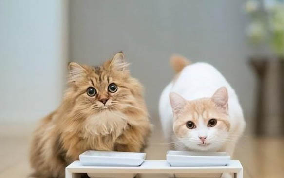 猫咪与人类年龄对照表