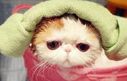 猫咪万万不可以吃的食物都有哪些
