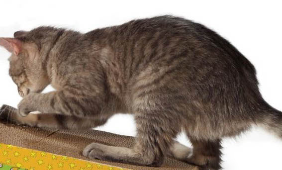眼睛变化的猫咪