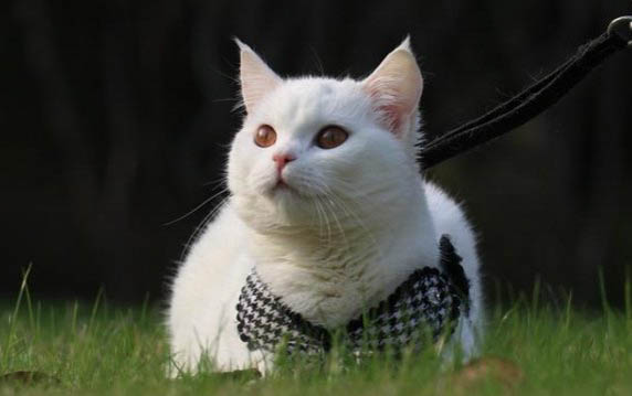 小猫狂犬病潜伏期多久