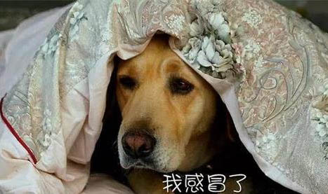 狗狗一直甩头是不是哪里不舒服