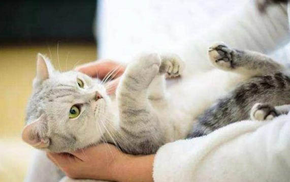 猫咪感冒了流鼻涕怎么办?