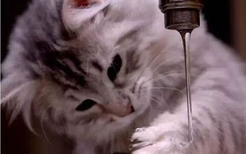 小猫绝育一个星期可以摘圈吗