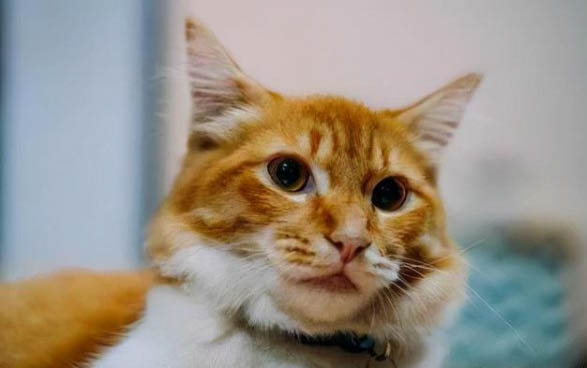 猫咪吃猫条上瘾了怎么办