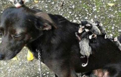 窝不咳犬用药在哪里买