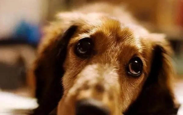 狗狗感染狂犬病有哪些表现